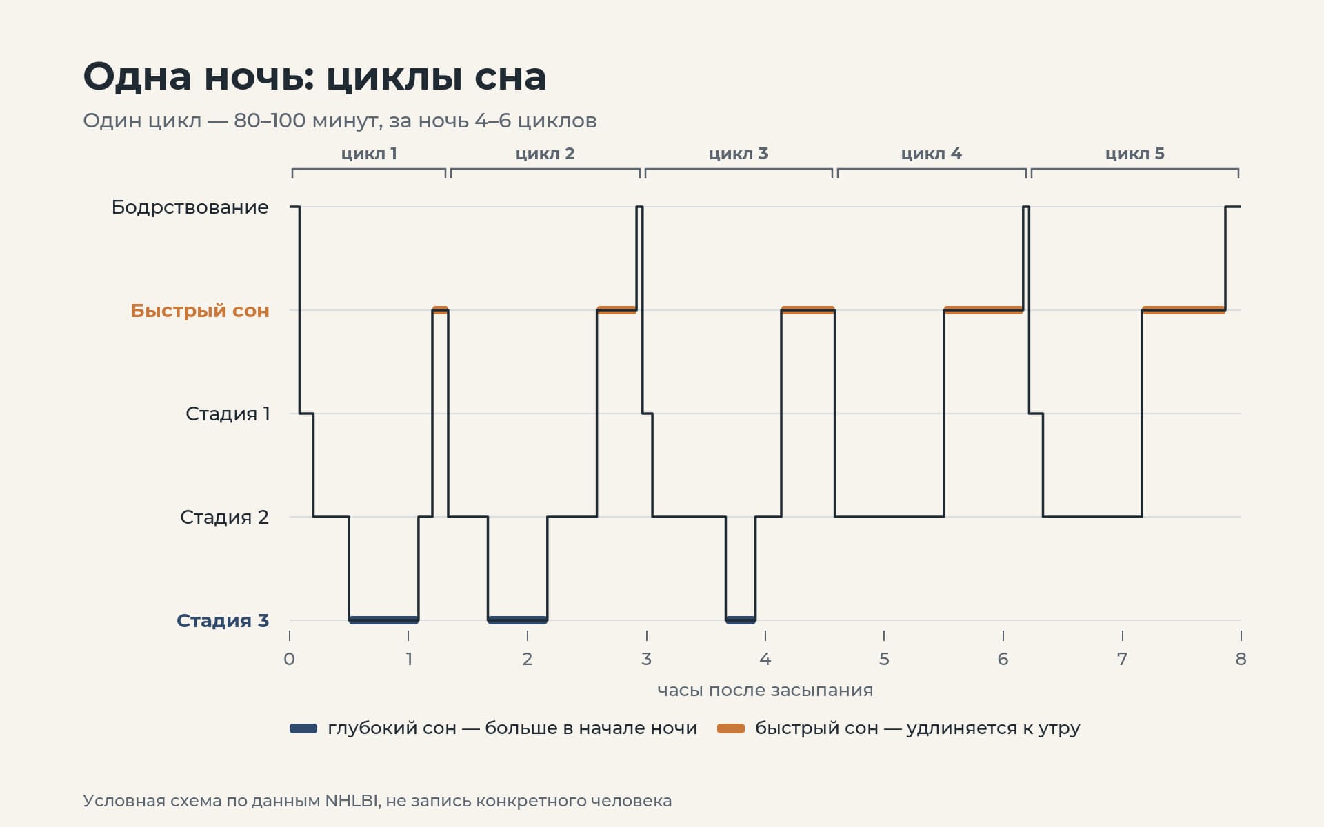 Схема ночи: циклы сна, глубокий сон в начале, быстрый под утро